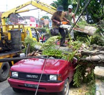 Bruuk..! Mobil Rombongan Guru TK Tertimpa Pohon